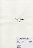 藏品(鐵釘菜)的圖片